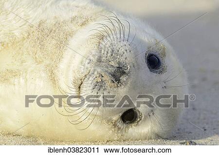 "Grey Seal (Halichoerus grypus), pup, Heligoland Dune, Schleswig-Holstein, Germany, Europe" View Large Photo Image Stock Image - "Grey Seal (Halichoerus grypus), pup, Heligoland Dune, Schleswig-Holstein, Germany, Europe". Fotosearch