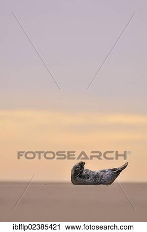 "Grey Seal (Halichoerus grypus), pup, on beach at sunset, Donna Nook, Lincolnshire, England, United Kingdom, Europe" View Large Photo Image Stock Image - "Grey Seal (Halichoerus grypus), pup, on beach at sunset, Donna Nook, Lincolnshire, England, United Kingdom, Europe". Fotosearch