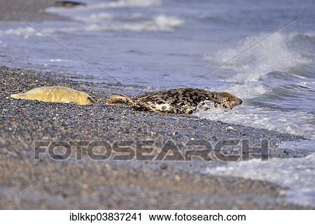 "Grey Seal (Halichoerus grypus) pup with mother on the beach of the dune of Heligoland, Schleswig-Holstein, Germany, Europe" View Large Photo Image Stock Image - "Grey Seal (Halichoerus grypus) pup with mother on the beach of the dune of Heligoland, Schleswig-Holstein, Germany, Europe". Fotosearch