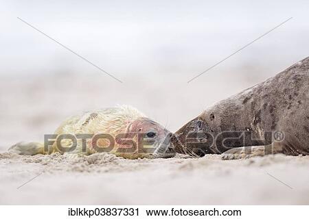 "Grey Seal (Halichoerus grypus) pup, newborn with its mother on the beach of the dune of Heligoland, Schleswig-Holstein, Germany, Europe" View Large Photo Image Stock Image - "Grey Seal (Halichoerus grypus) pup, newborn with its mother on the beach of the dune of Heligoland, Schleswig-Holstein, Germany, Europe". Fotosearch