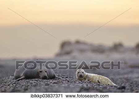 "Grey Seal (Halichoerus grypus) pup with its mother in the evening on the beach of the dune of Heligoland, Schleswig-Holstein, Germany, Europe" View Large Photo Image Stock Image - "Grey Seal (Halichoerus grypus) pup with its mother in the evening on the beach of the dune of Heligoland, Schleswig-Holstein, Germany, Europe". Fotosearch