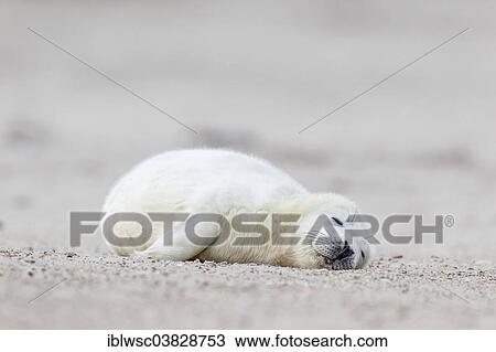 "Grey Seal (Halichoerus grypus), pup, Heligoland Dune, Schleswig-Holstein, Germany, Europe" View Large Photo Image Stock Image - "Grey Seal (Halichoerus grypus), pup, Heligoland Dune, Schleswig-Holstein, Germany, Europe". Fotosearch