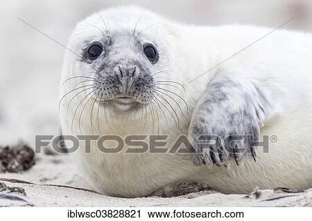 "Grey Seal (Halichoerus grypus), pup, Heligoland Dune, Schleswig-Holstein, Germany, Europe" View Large Photo Image Stock Image - "Grey Seal (Halichoerus grypus), pup, Heligoland Dune, Schleswig-Holstein, Germany, Europe". Fotosearch