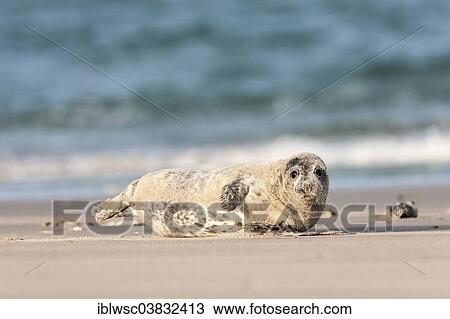"Grey Seal (Halichoerus grypus), pup, Heligoland Dune, Schleswig-Holstein, Germany, Europe" View Large Photo Image Stock Image - "Grey Seal (Halichoerus grypus), pup, Heligoland Dune, Schleswig-Holstein, Germany, Europe". Fotosearch