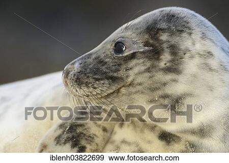 "Grey Seal (Halichoerus grypus), pup, Heligoland Dune, Schleswig-Holstein, Germany, Europe" View Large Photo Image Stock Photo - "Grey Seal (Halichoerus grypus), pup, Heligoland Dune, Schleswig-Holstein, Germany, Europe". Fotosearch
