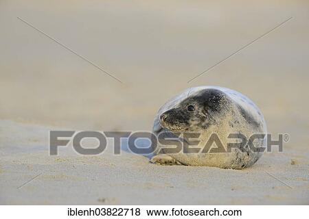 "Grey Seal (Halichoerus grypus), pup, Heligoland Dune, Schleswig-Holstein, Germany, Europe" View Large Photo Image Stock Photo - "Grey Seal (Halichoerus grypus), pup, Heligoland Dune, Schleswig-Holstein, Germany, Europe". Fotosearch