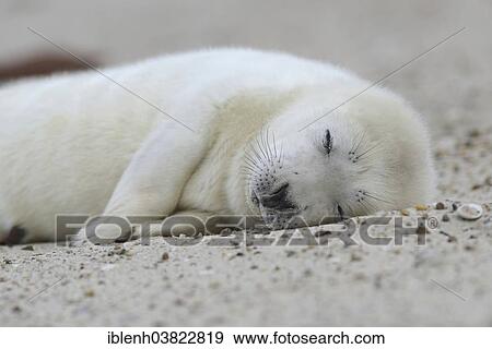 "Grey Seal (Halichoerus grypus), pup, Heligoland Dune, Schleswig-Holstein, Germany, Europe" View Large Photo Image Stock Photo - "Grey Seal (Halichoerus grypus), pup, Heligoland Dune, Schleswig-Holstein, Germany, Europe". Fotosearch