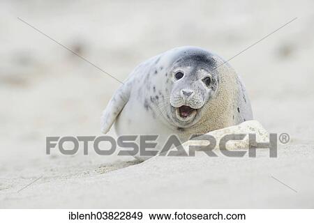 "Grey Seal (Halichoerus grypus), pup, Heligoland Dune, Schleswig-Holstein, Germany, Europe" View Large Photo Image Stock Photo - "Grey Seal (Halichoerus grypus), pup, Heligoland Dune, Schleswig-Holstein, Germany, Europe". Fotosearch