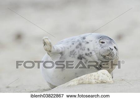 "Grey Seal (Halichoerus grypus), pup, Heligoland Dune, Schleswig-Holstein, Germany, Europe" View Large Photo Image Stock Photo - "Grey Seal (Halichoerus grypus), pup, Heligoland Dune, Schleswig-Holstein, Germany, Europe". Fotosearch