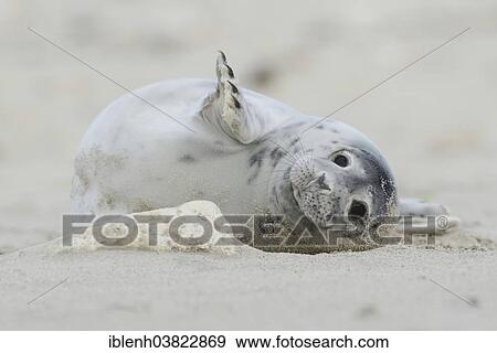 "Grey Seal (Halichoerus grypus), pup, Heligoland Dune, Schleswig-Holstein, Germany, Europe" View Large Photo Image Stock Photo - "Grey Seal (Halichoerus grypus), pup, Heligoland Dune, Schleswig-Holstein, Germany, Europe". Fotosearch