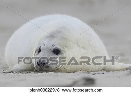 "Grey Seal (Halichoerus grypus), pup, Heligoland Dune, Schleswig-Holstein, Germany, Europe" View Large Photo Image Stock Photo - "Grey Seal (Halichoerus grypus), pup, Heligoland Dune, Schleswig-Holstein, Germany, Europe". Fotosearch