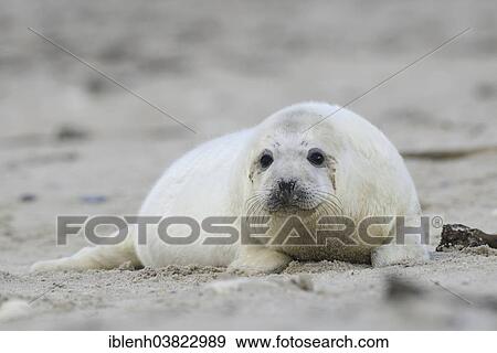 "Grey Seal (Halichoerus grypus), pup, Heligoland Dune, Schleswig-Holstein, Germany, Europe" View Large Photo Image Stock Photo - "Grey Seal (Halichoerus grypus), pup, Heligoland Dune, Schleswig-Holstein, Germany, Europe". Fotosearch