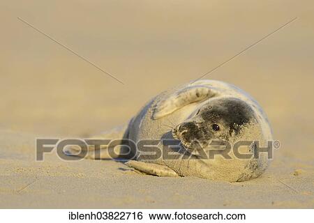 "Grey Seal (Halichoerus grypus), pup, Heligoland Dune, Schleswig-Holstein, Germany, Europe" View Large Photo Image Stock Photograph - "Grey Seal (Halichoerus grypus), pup, Heligoland Dune, Schleswig-Holstein, Germany, Europe". Fotosearch