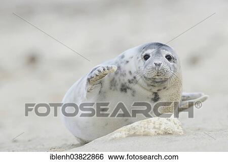 "Grey Seal (Halichoerus grypus), pup, Heligoland Dune, Schleswig-Holstein, Germany, Europe" View Large Photo Image Stock Photograph - "Grey Seal (Halichoerus grypus), pup, Heligoland Dune, Schleswig-Holstein, Germany, Europe". Fotosearch