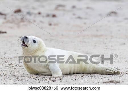 Stock Photograph - "Grey Seal (Halichoerus grypus), pup, Heligoland Dune, Schleswig-Holstein, Germany, Europe". Fotosearch
