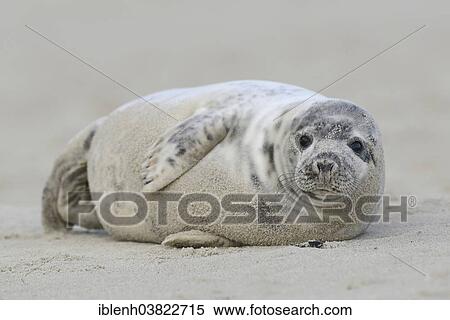 "Grey Seal (Halichoerus grypus), pup, Heligoland Dune, Schleswig-Holstein, Germany, Europe" View Large Photo Image Stock Photography - "Grey Seal (Halichoerus grypus), pup, Heligoland Dune, Schleswig-Holstein, Germany, Europe". Fotosearch