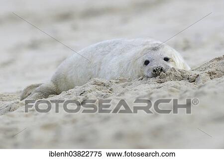 "Grey Seal (Halichoerus grypus), pup, Heligoland Dune, Schleswig-Holstein, Germany, Europe" View Large Photo Image Stock Photography - "Grey Seal (Halichoerus grypus), pup, Heligoland Dune, Schleswig-Holstein, Germany, Europe". Fotosearch
