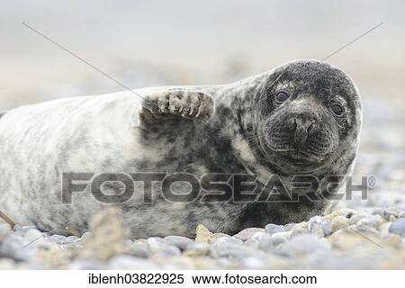 Stock Photography - "Grey Seal (Halichoerus grypus), pup, Heligoland Dune, Schleswig-Holstein, Germany, Europe". Fotosearch