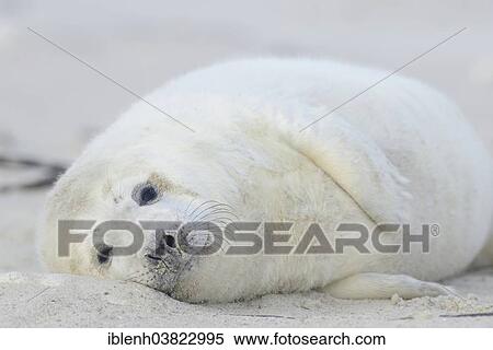 "Grey Seal (Halichoerus grypus), pup, Heligoland Dune, Schleswig-Holstein, Germany, Europe" View Large Photo Image Stock Photography - "Grey Seal (Halichoerus grypus), pup, Heligoland Dune, Schleswig-Holstein, Germany, Europe". Fotosearch