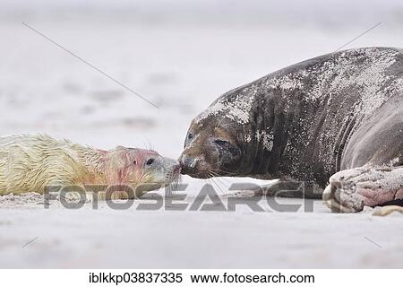 "Grey Seal (Halichoerus grypus) pup, newborn with its mother on the beach of the dune of Heligoland, Schleswig-Holstein, Germany, Europe" View Large Photo Image Stock Photography - "Grey Seal (Halichoerus grypus) pup, newborn with its mother on the beach of the dune of Heligoland, Schleswig-Holstein, Germany, Europe". Fotosearch