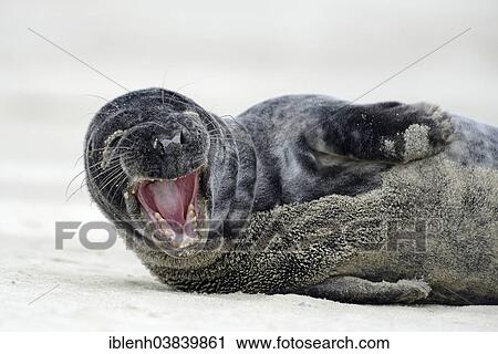"Grey Seal (Halichoerus grypus), Langeoog, East Frisia, Lower Saxony, Germany, Europe" View Large Photo Image Stock Image - "Grey Seal (Halichoerus grypus), Langeoog, East Frisia, Lower Saxony, Germany, Europe". Fotosearch