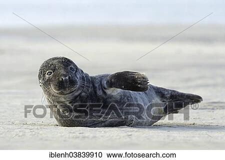 "Grey Seal (Halichoerus grypus), Langeoog, East Frisia, Lower Saxony, Germany, Europe" View Large Photo Image Stock Image - "Grey Seal (Halichoerus grypus), Langeoog, East Frisia, Lower Saxony, Germany, Europe". Fotosearch