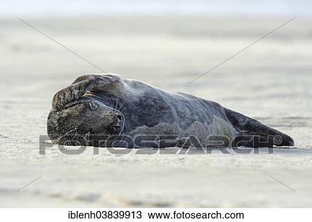 "Grey Seal (Halichoerus grypus), Langeoog, East Frisia, Lower Saxony, Germany, Europe" View Large Photo Image Stock Image - "Grey Seal (Halichoerus grypus), Langeoog, East Frisia, Lower Saxony, Germany, Europe". Fotosearch