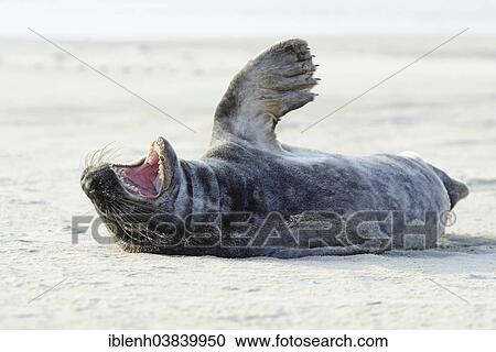 "Grey Seal (Halichoerus grypus), Langeoog, East Frisia, Lower Saxony, Germany, Europe" View Large Photo Image Stock Image - "Grey Seal (Halichoerus grypus), Langeoog, East Frisia, Lower Saxony, Germany, Europe". Fotosearch