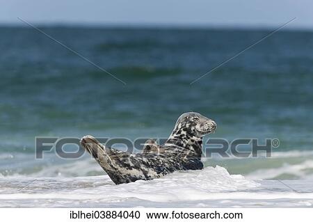 "Grey Seal (Halichoerus grypus), Heligoland, Schleswig-Holstein, Germany, Europe" View Large Photo Image Stock Image - "Grey Seal (Halichoerus grypus), Heligoland, Schleswig-Holstein, Germany, Europe". Fotosearch