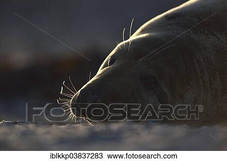 "Grey Seal (Halichoerus grypus), female, Heligoland, Schleswig-Holstein, Germany, Europe" View Large Photo Image Stock Image - "Grey Seal (Halichoerus grypus), female, Heligoland, Schleswig-Holstein, Germany, Europe". Fotosearch