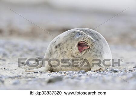 "Grey Seal (Halichoerus grypus), female, Heligoland, Schleswig-Holstein, Germany, Europe" View Large Photo Image Stock Image - "Grey Seal (Halichoerus grypus), female, Heligoland, Schleswig-Holstein, Germany, Europe". Fotosearch