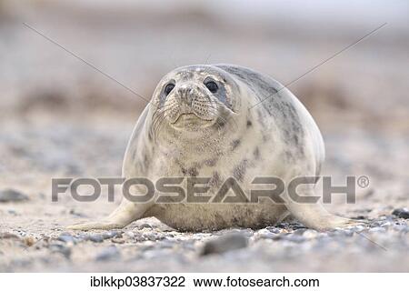 Stock Image - "Grey Seal (Halichoerus grypus), female, Heligoland, Schleswig-Holstein, Germany, Europe". Fotosearch