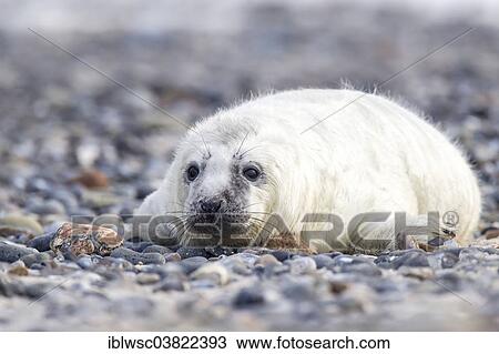 "Grey Seal (Halichoerus grypus), newborn pup, Heligoland-Dune, Heligoland, Schleswig-Holstein, Germany, Europe" View Large Photo Image Stock Image - "Grey Seal (Halichoerus grypus), newborn pup, Heligoland-Dune, Heligoland, Schleswig-Holstein, Germany, Europe". Fotosearch