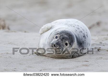 "Grey Seal (Halichoerus grypus), Heligoland-Dune, Heligoland, Schleswig-Holstein, Germany, Europe" View Large Photo Image Stock Image - "Grey Seal (Halichoerus grypus), Heligoland-Dune, Heligoland, Schleswig-Holstein, Germany, Europe". Fotosearch
