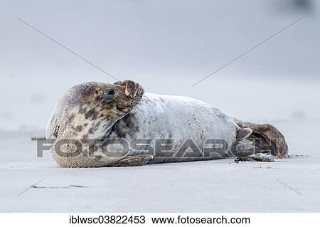 "Grey Seal (Halichoerus grypus), Heligoland-Dune, Heligoland, Schleswig-Holstein, Germany, Europe" View Large Photo Image Stock Image - "Grey Seal (Halichoerus grypus), Heligoland-Dune, Heligoland, Schleswig-Holstein, Germany, Europe". Fotosearch