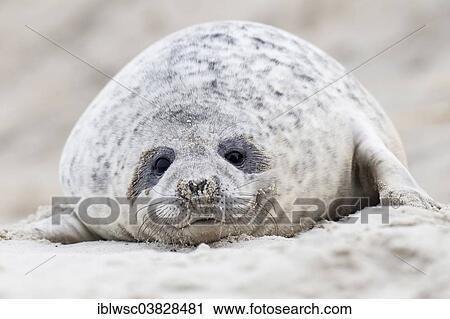 "Grey Seal (Halichoerus grypus), Heligoland Dune, Schleswig-Holstein, Germany, Europe" View Large Photo Image Stock Image - "Grey Seal (Halichoerus grypus), Heligoland Dune, Schleswig-Holstein, Germany, Europe". Fotosearch