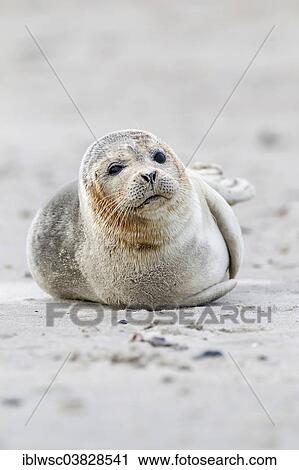 "Grey Seal (Halichoerus grypus), Heligoland Dune, Schleswig-Holstein, Germany, Europe" View Large Photo Image Stock Image - "Grey Seal (Halichoerus grypus), Heligoland Dune, Schleswig-Holstein, Germany, Europe". Fotosearch