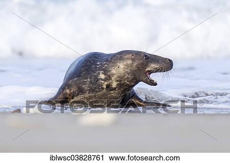 Stock Image - "Grey Seal (Halichoerus grypus), Heligoland Dune, Schleswig-Holstein, Germany, Europe". Fotosearch