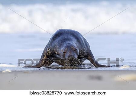 "Grey Seal (Halichoerus grypus), Heligoland Dune, Schleswig-Holstein, Germany, Europe" View Large Photo Image Stock Image - "Grey Seal (Halichoerus grypus), Heligoland Dune, Schleswig-Holstein, Germany, Europe". Fotosearch