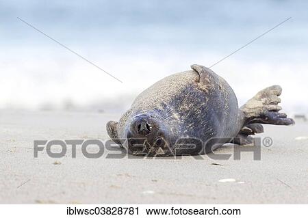 "Grey Seal (Halichoerus grypus), Heligoland Dune, Schleswig-Holstein, Germany, Europe" View Large Photo Image Stock Image - "Grey Seal (Halichoerus grypus), Heligoland Dune, Schleswig-Holstein, Germany, Europe". Fotosearch