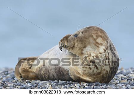 "Grey Seal (Halichoerus grypus), female, Heligoland Dune, Schleswig-Holstein, Germany, Europe" View Large Photo Image Stock Photo - "Grey Seal (Halichoerus grypus), female, Heligoland Dune, Schleswig-Holstein, Germany, Europe". Fotosearch