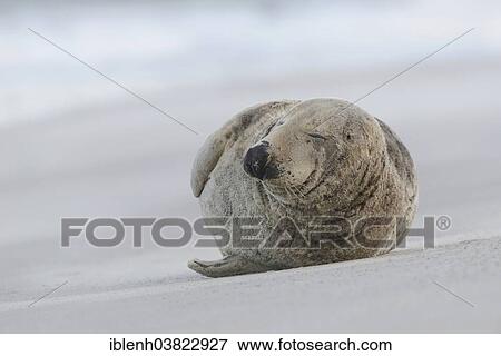 "Grey Seal (Halichoerus grypus), Heligoland Dune, Schleswig-Holstein, Germany, Europe" View Large Photo Image Stock Photo - "Grey Seal (Halichoerus grypus), Heligoland Dune, Schleswig-Holstein, Germany, Europe". Fotosearch