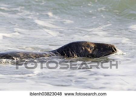 "Grey Seal (Halichoerus grypus), swimming, Heligoland Dune, Schleswig-Holstein, Germany, Europe" View Large Photo Image Stock Photo - "Grey Seal (Halichoerus grypus), swimming, Heligoland Dune, Schleswig-Holstein, Germany, Europe". Fotosearch