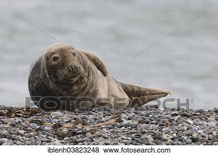 "Grey Seal (Halichoerus grypus), Heligoland Dune, Schleswig-Holstein, Germany, Europe" View Large Photo Image Stock Photo - "Grey Seal (Halichoerus grypus), Heligoland Dune, Schleswig-Holstein, Germany, Europe". Fotosearch