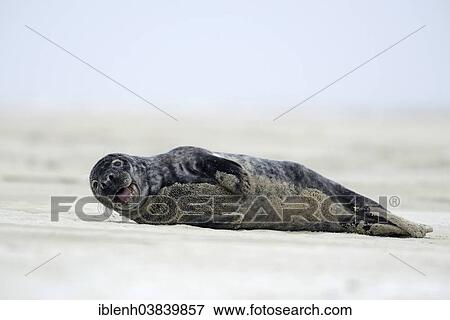 Stock Photo - "Grey Seal (Halichoerus grypus), Langeoog, East Frisia, Lower Saxony, Germany, Europe". Fotosearch