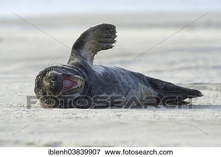 Stock Photo - "Grey Seal (Halichoerus grypus), Langeoog, East Frisia, Lower Saxony, Germany, Europe". Fotosearch