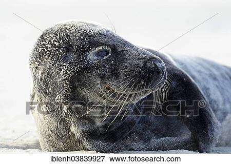 "Grey Seal (Halichoerus grypus), Langeoog, East Frisia, Lower Saxony, Germany, Europe" View Large Photo Image Stock Photo - "Grey Seal (Halichoerus grypus), Langeoog, East Frisia, Lower Saxony, Germany, Europe". Fotosearch
