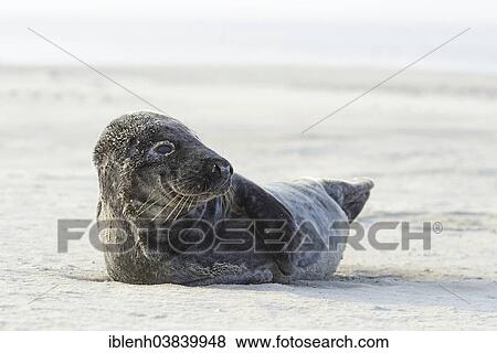 "Grey Seal (Halichoerus grypus), Langeoog, East Frisia, Lower Saxony, Germany, Europe" View Large Photo Image Stock Photo - "Grey Seal (Halichoerus grypus), Langeoog, East Frisia, Lower Saxony, Germany, Europe". Fotosearch