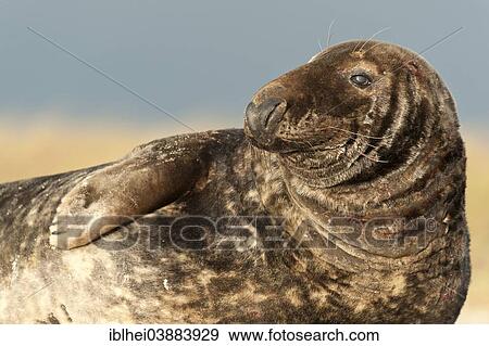 "Grey Seal (Halichoerus grypus), Heligoland, Schleswig-Holstein, Germany, Europe" View Large Photo Image Stock Photo - "Grey Seal (Halichoerus grypus), Heligoland, Schleswig-Holstein, Germany, Europe". Fotosearch