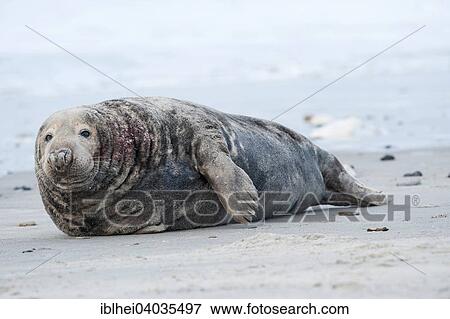 Stock Photo - "Grey Seal (Halichoerus grypus), Heligoland, Schleswig-Holstein, Germany, Europe". Fotosearch